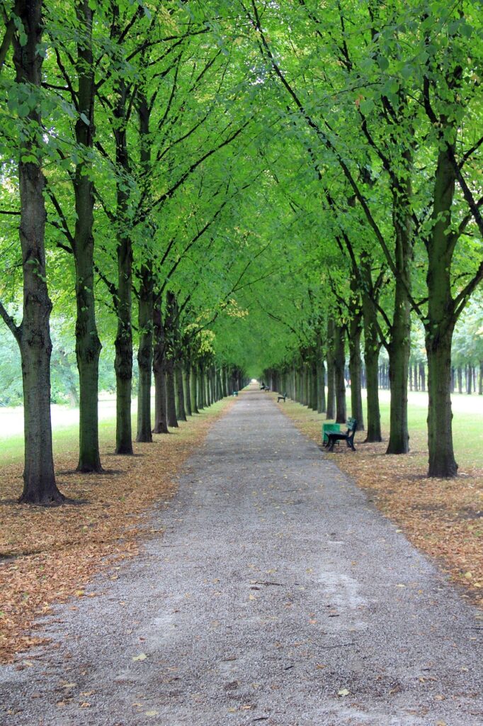 avenue, trees, park, bank, path, hanover, nature, herrenhausen, ways