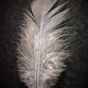 feather of a dove, feather, nature, plumage